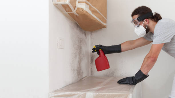 Basement Mold Remediation treatment on basement walls in Edgewood