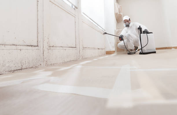 Black mold remediation team in Edgewood